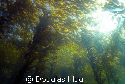 Canopy.  The kelp forest canopy on a clear day at Anacapa... by Douglas Klug 